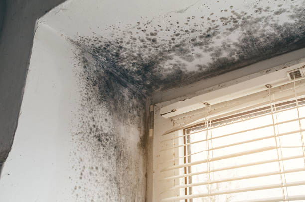 Affordable Attic Mold Remediation solutions in Arrington, TN