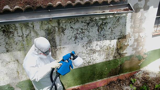 Top rated local Attic Mold Remediation specialists in Arrington, TN